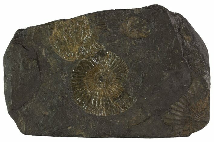 Dactylioceras Ammonite Cluster - Posidonia Shale, Germany #100253